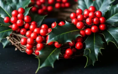 Ilex-Kränze in der Advents- und Weihnachtsdekoration